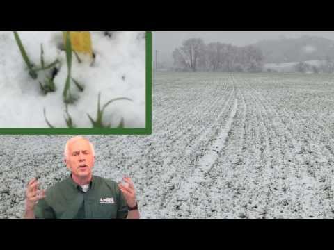 how to harvest wheatgrass seeds