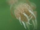 Jellyfish lake, Maratua isle, Berau, Indonesia Jellyfish lake, Maratua isle, Berau, Indonesia