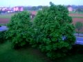 Trees in Seregno