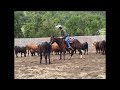 3 year old cutting horse for sale out of mr peponita flo