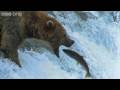 HD: GRIZZLY BEARS CATCHING SALMON - NATURE