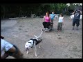 pitbull :: argentina apbt club ::