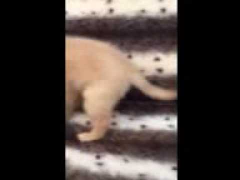 So Sweet Golden Retriever Puppy!