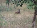 Sambar at Pench National Park