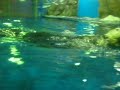 sea otter sea otter
