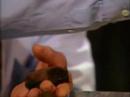 Richard Dawkins and bats (1991)