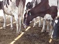 who let the cows out who let the cows out