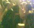 Klaxons - Carling Academy - Not Over Yet