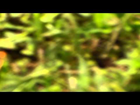 how to id snake skin