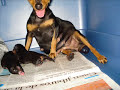 PARTO NATURAL CANINOS PARTO NATURAL CANINOS