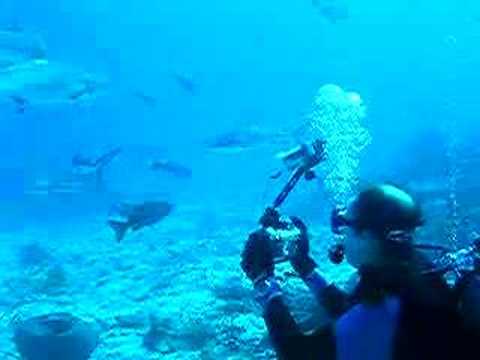 Chuuk Lagoon Reef Shark Clip