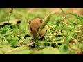 Little Mouse at Tillamook Forest Center near Wilson River Suspension Bridge