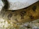 Baby anery ajfreptiles boa constrictor snake