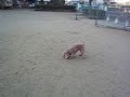 トイプードル動画