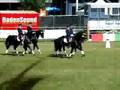 eurocheval 2008