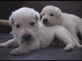 Viivi�s puppies 18 day old