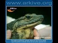 Goliath frog