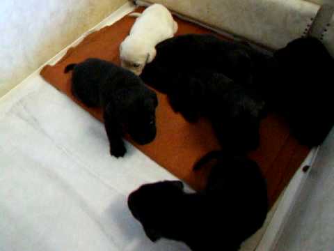 Little Lab Pups playing and barking.