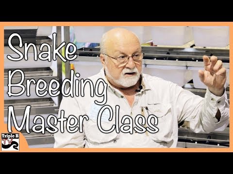 YouTube reptile video