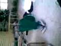 rawwrr