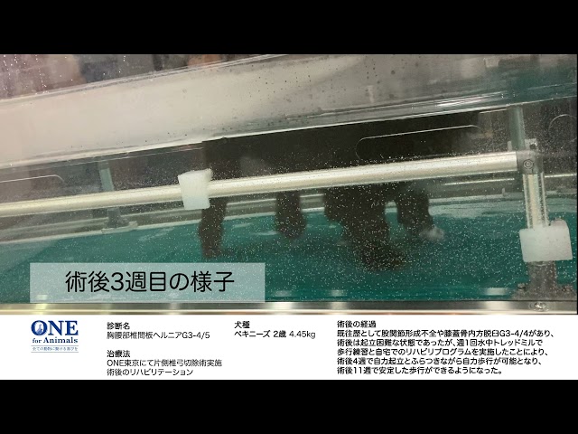 【椎間板ヘルニア】リハビリ2（水中歩行／坂）