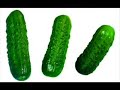 StaatsPunkrott - Pro Gurke Fanvideo \"Viva la Gurke\" StaatsPunkrott - Pro Gurke Fanvideo \"Viva la Gurke\"