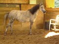 cheval