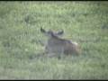videos de Wildie Baby at Nkorho