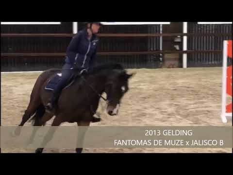 NEN TOFFE DE MUZE 1M05 TRAINING SHOW ASSE OCTOBER 2018