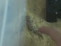 intimidation teratolepis fasciata