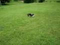 stitchs fussball