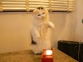 テルミンを演奏するネコ