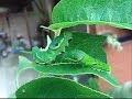 ???????? Papilio bianor larva ???????? Papilio bianor larva