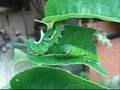 カラスアゲハ幼虫 Papilio bianor larva