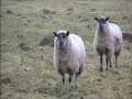 Walk the Countryside (Dedham England)