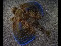 Immersione Sub Calabria Marina Gioiosa Ionica Enzo Diving