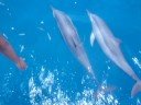 tocando los delfines maldivas