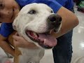 Tanner from Pet Rescue by Judy Tanner from Pet Rescue by Judy