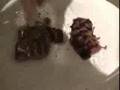  - MovieZen Video