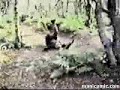 video de risa caidas, golpes , liadas , mtidas de pata video de risa caidas, golpes , liadas , mtidas de pata