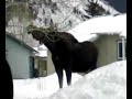 Moose outside me house
