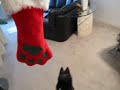 Midnight's World - Christmas Morning