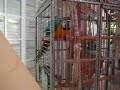 ARA ARARAUNA GUACAMAYO PAco. Parte 1 ARA ARARAUNA GUACAMAYO PAco. Parte 1