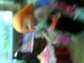 videos de pixie the fairy