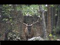 www.StefanoFranceschetti.com - Nel bosco in settembre echeggia il ruggito del Re. Il bramito del cervo, il suo urlo d'amore e la prova della sua forza straordinaria. Da non perdere il passaggio al minuto 03.40...Alza il volume!