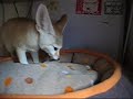 Fennec fox that tries to conceal snacks Fennec fox that tries to conceal snacks