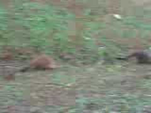 some animals feeding