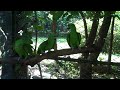 Birds.MP4