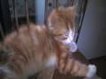 Bubi 2008 Bubi 2008