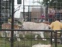Tigers